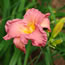 Hemerocallis Smoky Mountain Autumn